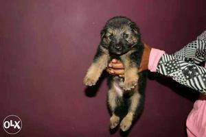 German Shepherd puppies show quality in low price