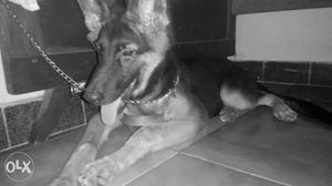 German Shepherd puppy 4 months old With