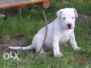 Go kennel in Dogo argentino puppies MALE Healthy 4 weeks