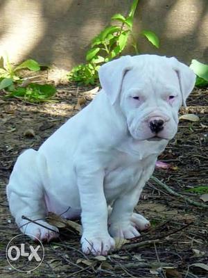 Go kennel in Dogo argentino puppy Healthy Super Quality Pups