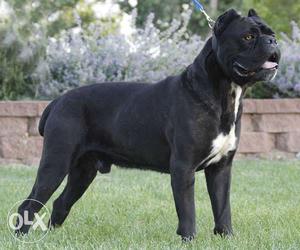 Go kennel in Double bone Cane corso puppies very gud very