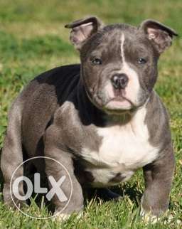 Go kennel in Pitbull puppy super active and playfulL for