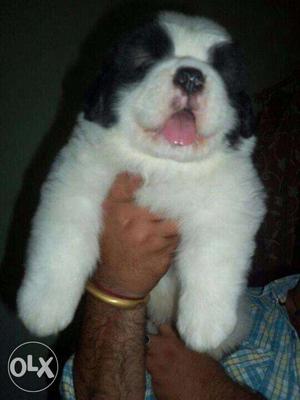 Go kennel in Saint bernrad puppy for sell urgent, double
