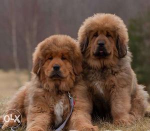 Go kennel in Super Best good quality Tibetan mastiff puppies