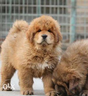 Go kennel in health Tibetan mastiff best puppies male linge
