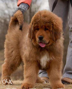 Go kennel in super quality Tibetan mastiff pups avialble at