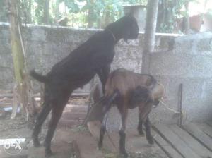 Goat for sale.. 1st delivery and 2 children
