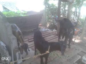 Goat for sale at chingavanam.. 1st delivery 2