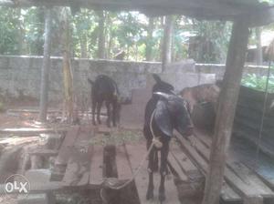 Goat for sale at chingavanam..