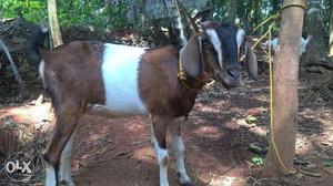 Goats For Sale Reasonable Price
