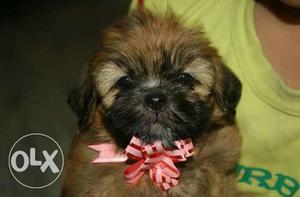 Golden Lhasa Apso pups available