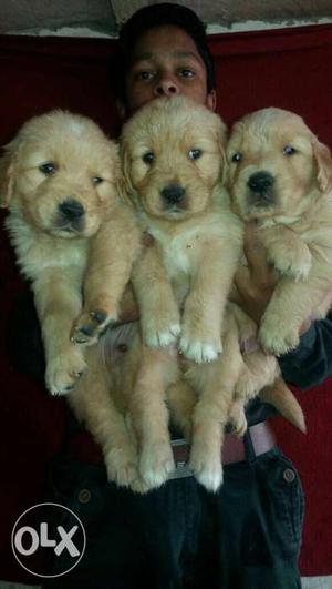 Golden Retriever Puppies with Great shiny Hairs folded Ears