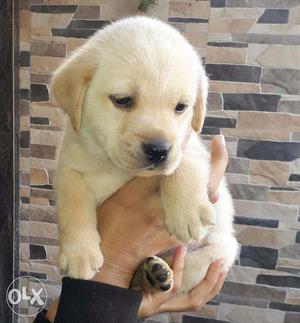 Golden and Black Labrador Male Female Puppies Available