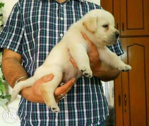 Golden female top quality breed labrador available