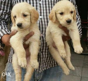 Golden retriever available male  Female