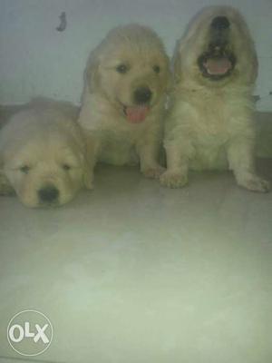 Golden retriever female pups for sale