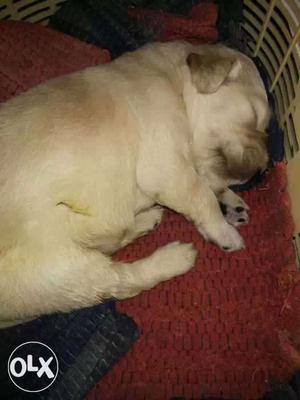 Golden retriever male pup home breeded available