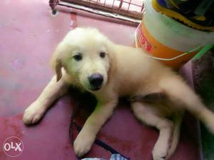 Golden retriever puppies for sale..both male n