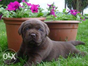 Golden show color Supers labrador puppies in Supers