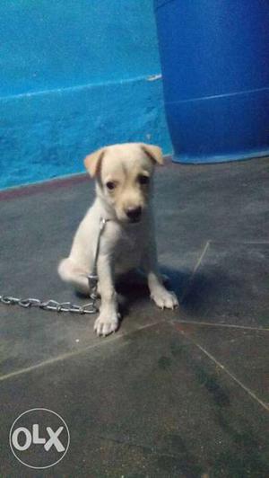 Gombai dog very good condition