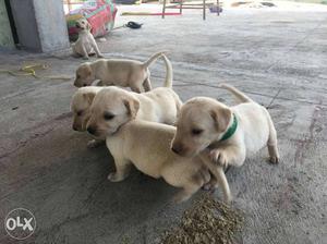 Good breed lab puppies for sale  male 