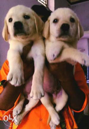 Good quailty labrador puppies available