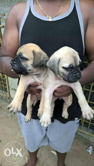 Good quality heavy breed imported lineage mastiff puppy