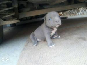 Gray And White New Born Puppy. Urgent sale