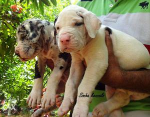Great Dane Puppies from Champion Lines Available for Show
