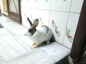 Grey and white female Dutch rabbit