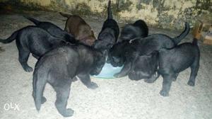 Group Of Black Short Coated Puppies
