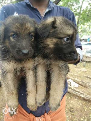 Gsd puppys rest to sale