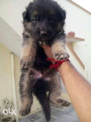Guard dog German Shepherd puppies available