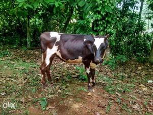 HF cow calf 11 months old Thodupuzha