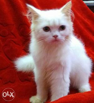 Half Punch Persian Kitten Male 3 Month Old Very