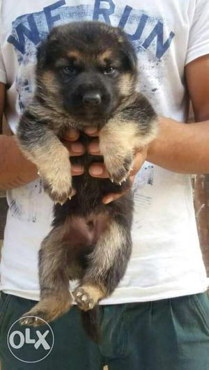 Healthy end active german Shepard puppy available