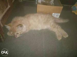 Healthy n active persian kitten Urgent sell With