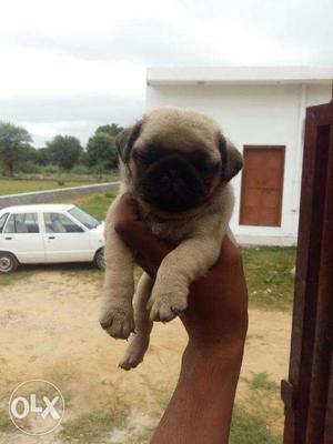 Heavy Bone Pug Male Female Puppy Available