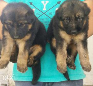 Heavy Gsd puppies available at good prices