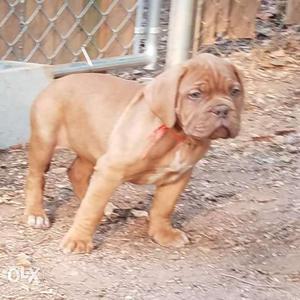 Heavy and healthy French mastiff male available