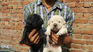 Heavy labrador puppies available for you loving