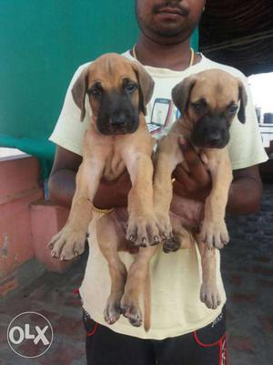 Heavy size heavy bone Dane puppies avaliable for
