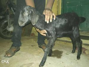 High quality female goat velladu pure black.