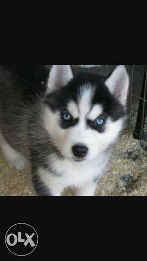 Husky puppy blue eyes