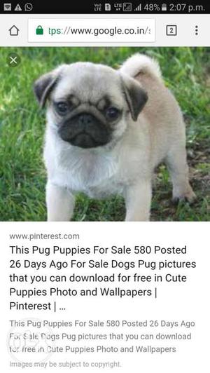I want pugg dog adopted