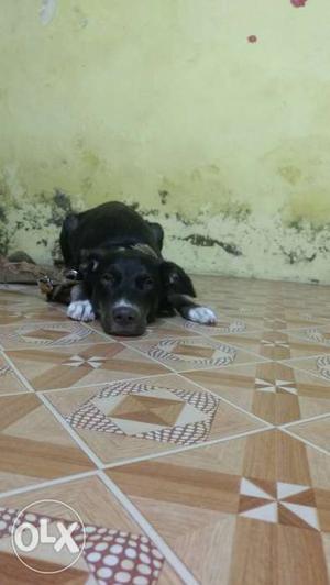 I want sell my cross lab dog ($weety) she is only