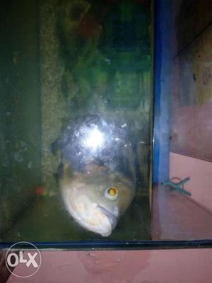 I want to sell my lucky fish OSCAR male, it is