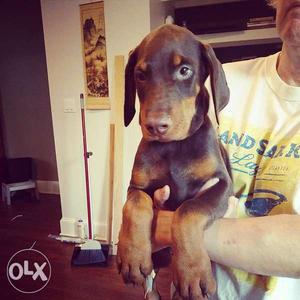 Imported blood line 2, months old & vaccinated Doberman male