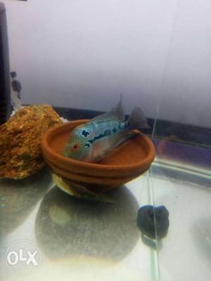 Imported breed flower horn male for