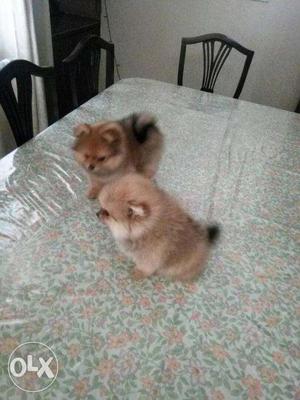 Kci reg toy pom male and female puppy one month old puppy